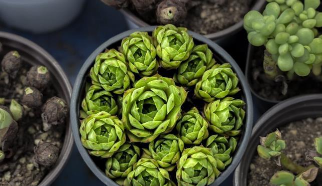 秋凉|七八月份的多肉,有“3怕2喜欢”,避开了才能越长越“美”