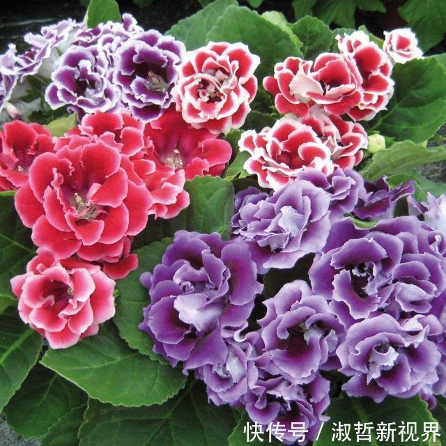 叶子|这“2种花”，摘1片叶子就能插活，花美叶绿，一盆种出20棵