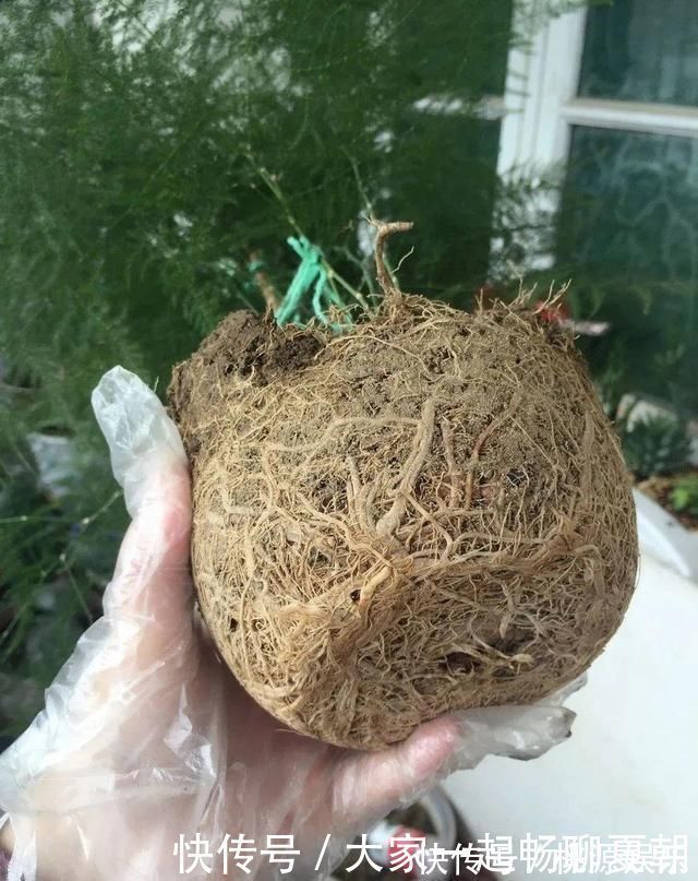 扦插|3种花不用扦插，掰下来就能活，1盆变10盆，懒人也能养