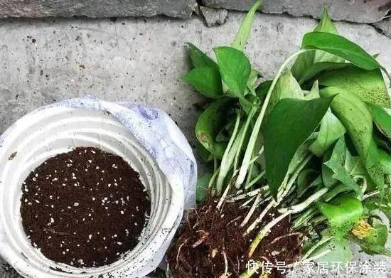 移栽|养花换盆换土知识点:夏季给这4种植物分株移栽,注意别伤根