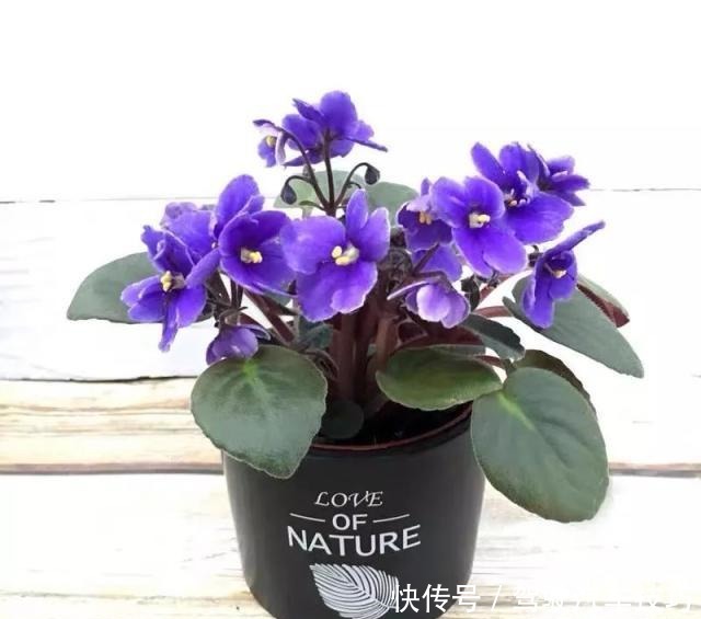 这8种懒人花,花期长,好看又好养!这8种懒人花,花期长,好看又好养!