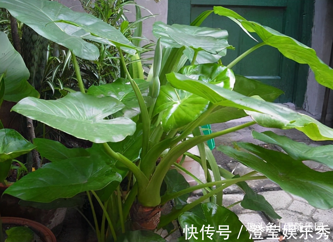 滴水观音|4种“伤人花”,有人经常养,摆在家里高处,那叫一个漂亮!