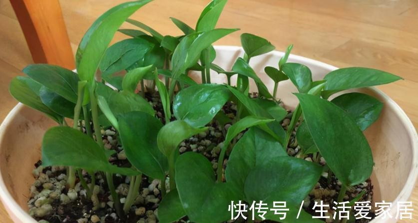 养花该怎么减少花销？扦插育苗，年年都能省下不少钱