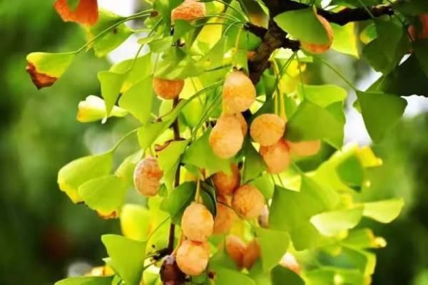 银杏|阜阳已出现！不要吃！有毒！