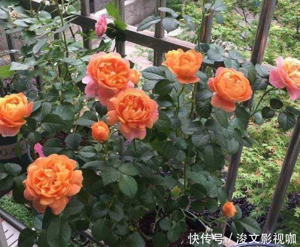 盆栽|“月季花”虽好看，但日常浇水、施肥和除虫，却一步也不能少