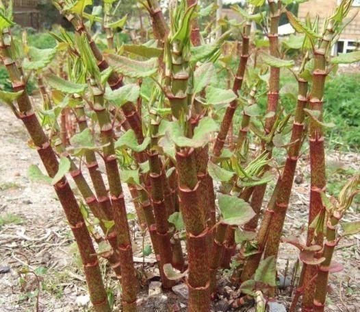 酸筒杆|有一种野草，孩子们经常当做零食时，如今价格不便宜