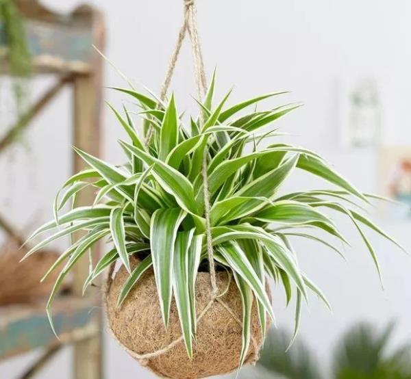 适合家庭养护的10种花,入冬了要注意保暖,不然冻伤了真可惜