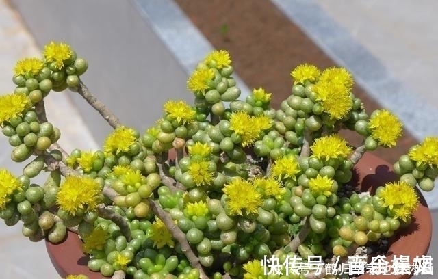 茎秆|5种多肉开花可遇不可求,太少见别剪掉,值得拍照留影做纪念