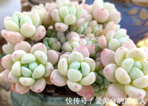 大虾|多肉植物劳尔控养经验分享,看看您所在的地区能控出不同状态吗