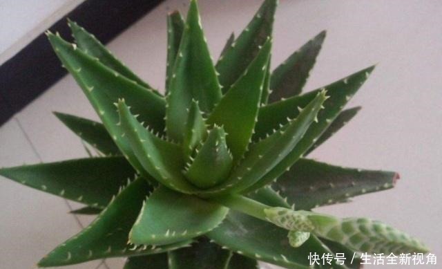 家中养芦荟,做好这“3点”后,新芽蹭蹭往外冒,叶子爆盆观赏强!