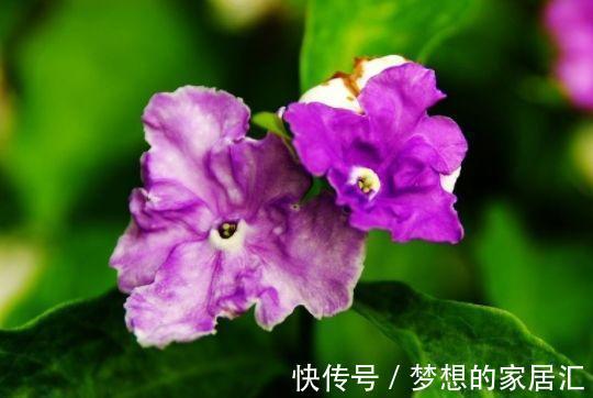 繁星花繁星花|从8月23日开始，家养此款花卉，开花惊艳，丢到阳台