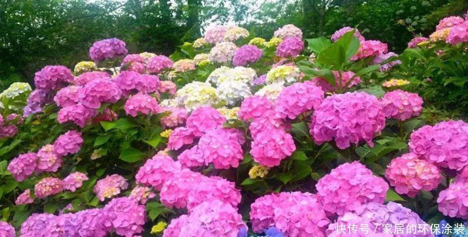 土壤|为什么自己养的绣球花不能开花,看看你有没做对此几点