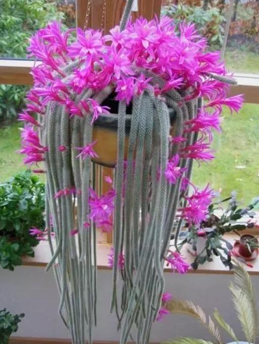 想要多肉瀑布就盆栽佛珠、紫玄月、玉缀,搁在窗台还能遮阴