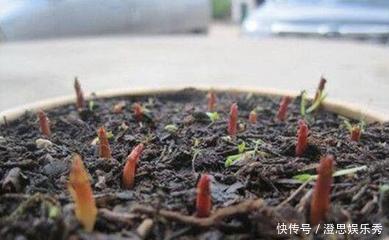 夏天吃水果,“留个籽”撒盆里,10天发芽变盆栽,养好摘果1篮子