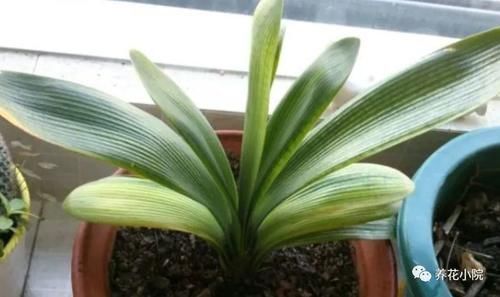 君子兰烂根又黄叶,因4个方面没做好,应及时改正养护方法