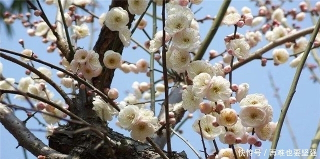 梅花的约定：明月梅花约共看，归期已负梅花约