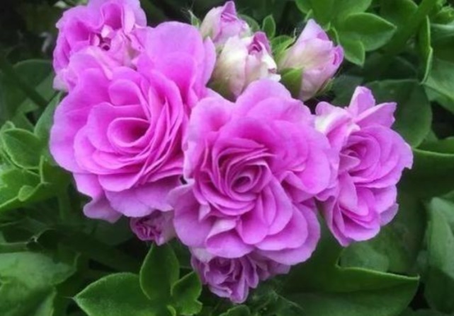 3种“忘忧花”,一养就“上瘾”,好养易爆盆,花美心情好!