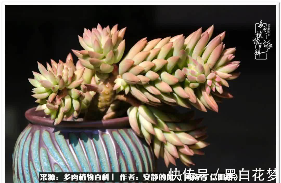 阳台多肉党的幸福生活!