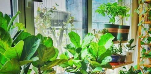小空间|家中存在2类花要趁早搬离,它们对健康无益,放到室内弊端多