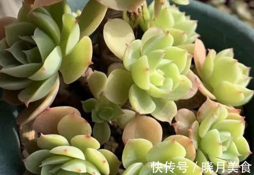 植株|多肉柠檬玫瑰太好养了吧,4个小技巧养出手捧花,颜值超级漂亮