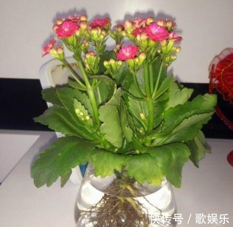 这“3种”植物在水中养,比在土壤生长“快几倍”,叶片更油绿!