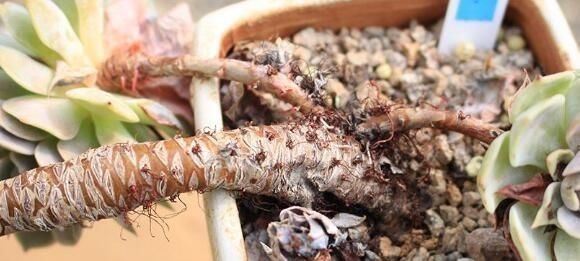 多肉长“胡须”，剪还是留只看一点就知道，养成漂亮茂盛老桩