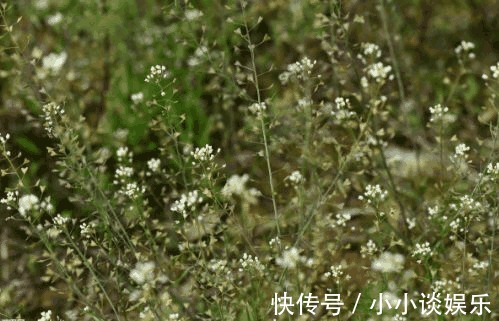 风湿性|乡下有一种很常见的菜，治疗高血压、消化道溃疡、风湿性疼痛等