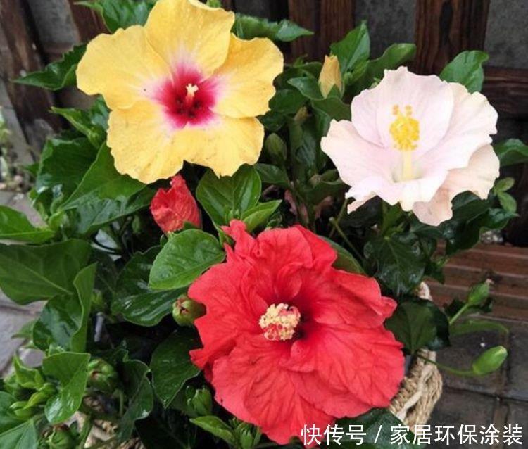 朱槿|3种花养在家里，一整年都有好运气，开花爆盆很漂亮，越养越喜欢