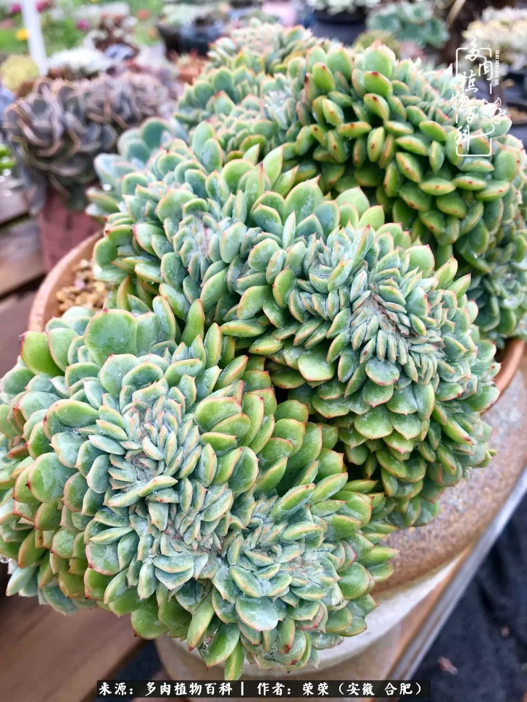 初秋时节，度夏后的多肉陆续回归！偷偷上了一层淡妆！