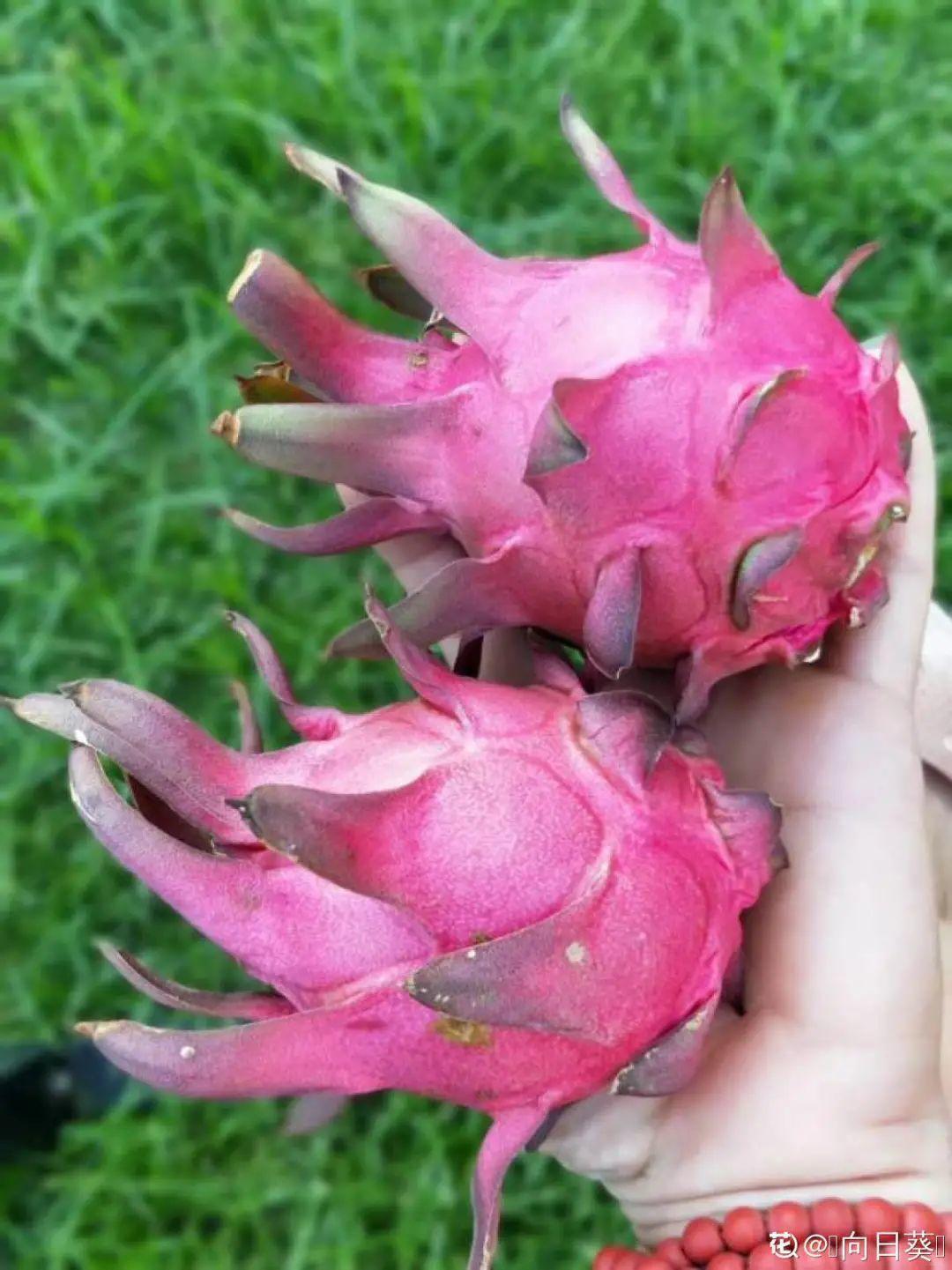 玉米棒子插盆里,7天冒出小森林,比绿萝吊兰好看