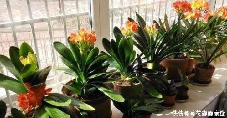 冬季君子兰入室，“3个位置”不宜摆放，容易黄叶不开花，切记！