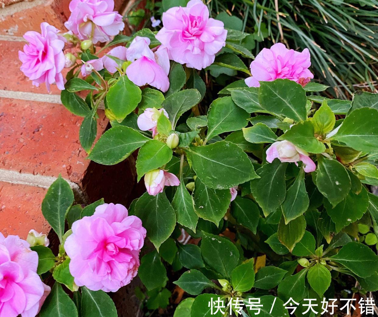 修剪|冬天阳台养一盆它,株型饱满,重瓣花朵鲜艳漂亮温柔、不停盛开