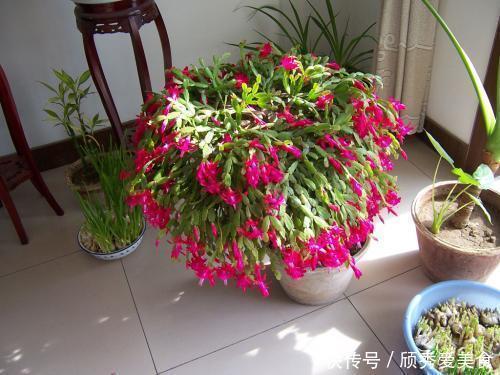 小动作|蟹爪兰长寿花,开花前后做个小动作,一个月后又开爆成花球