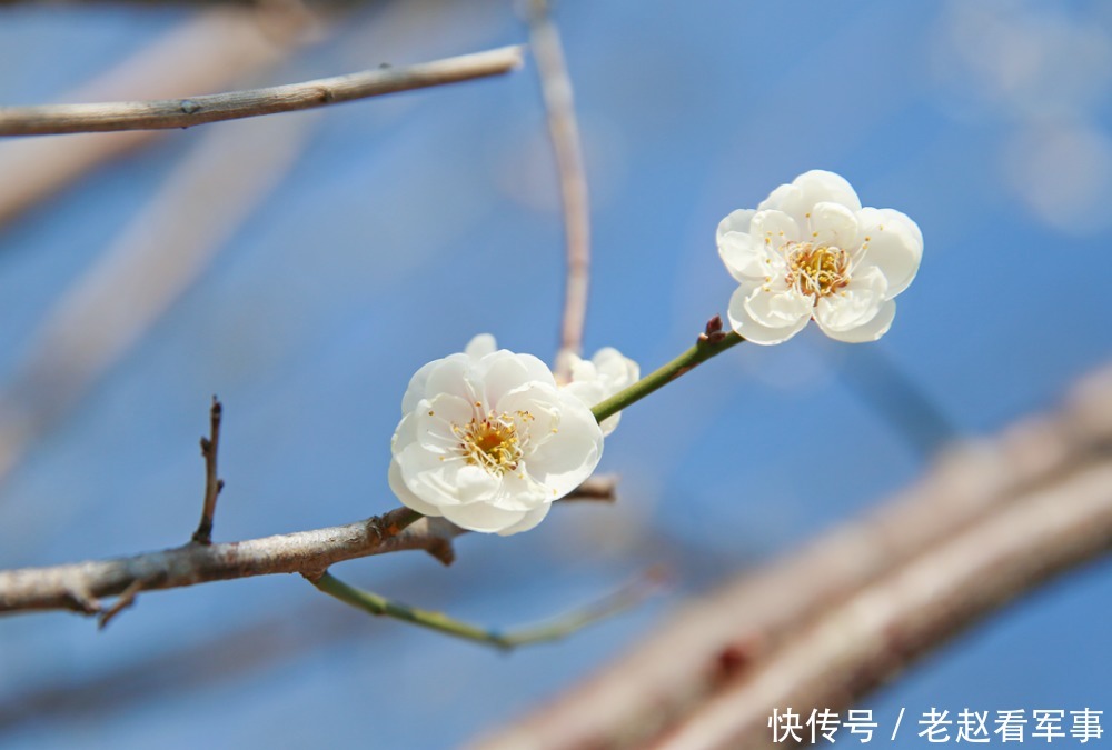 赏景啦！新年添喜色，西昌湿地公园梅花绽放