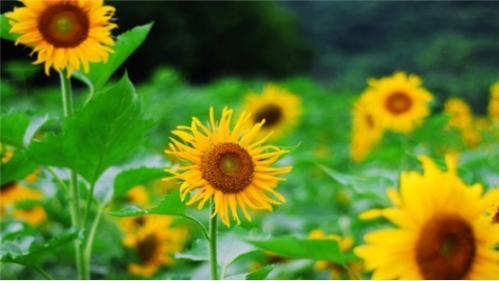 植物|3种摘片叶子就能活的花,懒人最爱,俩个月就爆盆!