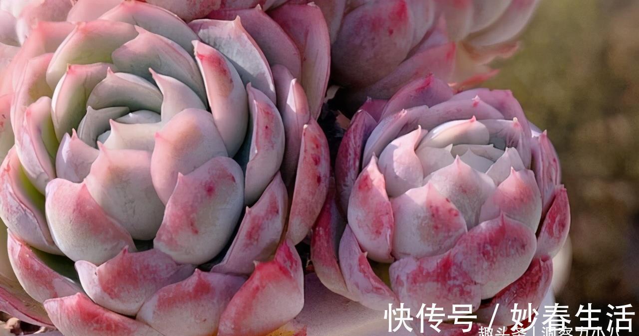 阳台上|这“三多肉”入冬就开挂,叶片自带“香气”,遇水疯长憋成小老桩