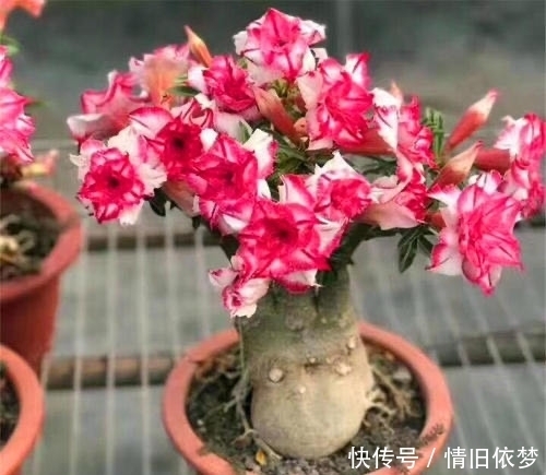 沙漠玫瑰|养沙漠玫瑰，有3个技巧，长成盆景，一盆能开100朵花