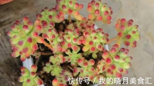 论怎样为变丑的多肉植物整容