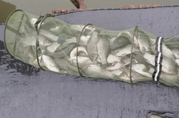 有鱼吃钩,却总是提竿无鱼钓不上来?照我说的调整,一钓一个准