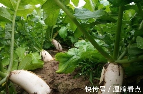 萝卜缨子常常被丢弃,殊不知这是一种健康食品