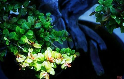 盆景七贤之一的雀梅，养殖时做好3点，才能长势旺盛，避免失枝