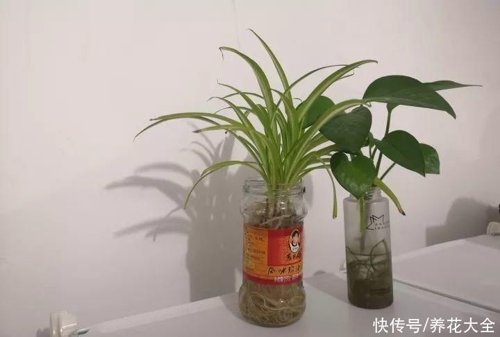 旧筷子、老干妈瓶别扔,拿来养花效果好,省下一笔养花钱
