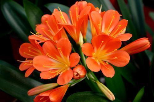 君子兰|几颗“黄金豆”埋盆里,君子兰花朵大叶片绿,妈妈真会养花!