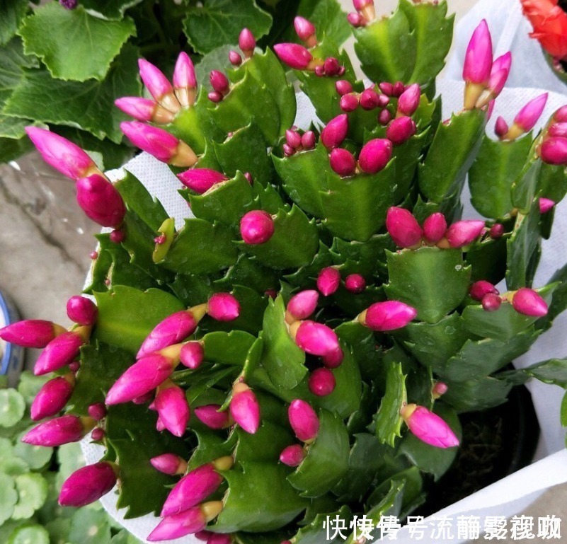 蟹爪兰爱吃“糖”,7天1次,花苞冒出来,满盆都是大花朵!