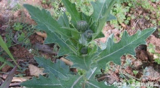 血气|农村这几种优质野菜,补血消炎,治疗经痛血气亏,不知道太可惜了