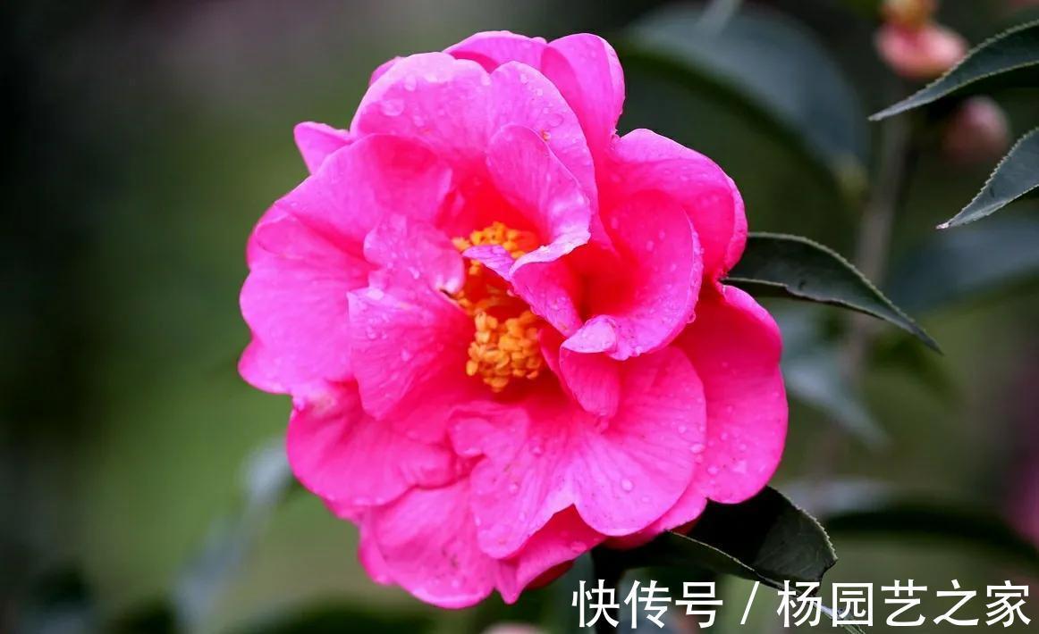 茶花|9月茶花养护很关键,做好3管1剪,冬季开花又大又鲜艳