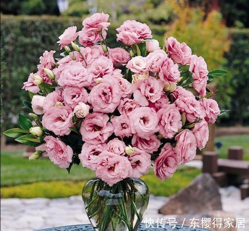 5种一次性花,好看好养开不久,年年开花年年养!