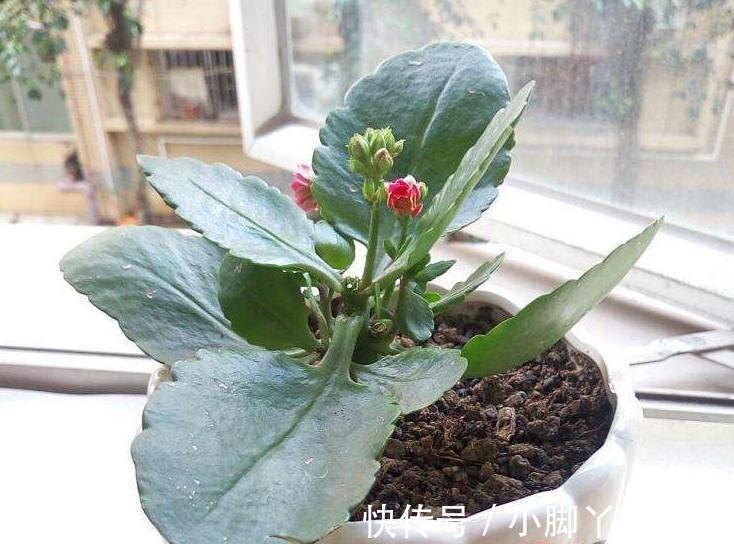 小苏打能用来催花?掌握住方法,长寿花用了呼呼开花,停不下来