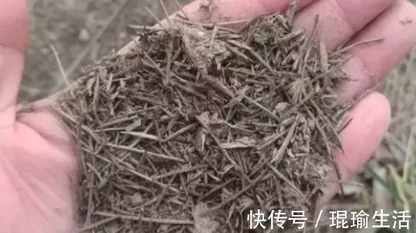 家中的花总是“烂根”养不活盆里加四样东西,根旺花不断