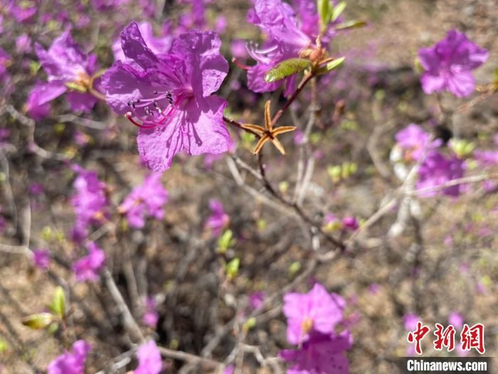 大兴安岭|杜鹃花开“东方小瑞士”